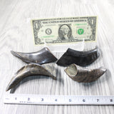 4 Small Polished Goat Horns #2750      Natural Colored