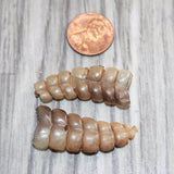 2 Rattlesnake Rattles  #168b    Taxidermy Diamondback Sidewinder
