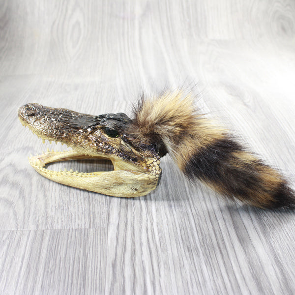 Alligator Head With Raccoon Tail Mohawk  # 6850