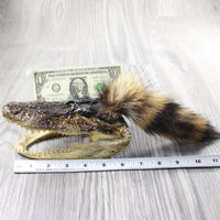 Alligator Head With Raccoon Tail Mohawk  # 6850
