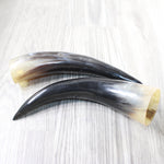 2 Polished Cow Horns #0850    Natural colored
