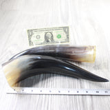 2 Polished Cow Horns #0850    Natural colored