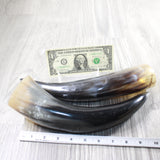 2 Polished Cow Horns #0850    Natural colored