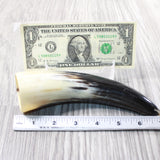 1 Small Polished Cow Horn #2950 Natural Colored