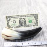 1 Small Polished Cow Horn #2950 Natural Colored