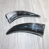 2 Small Polished Cow Horns #168    Natural colored