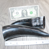 2 Small Polished Cow Horns #168    Natural colored