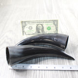 2 Small Polished Cow Horns #5050    Natural colored