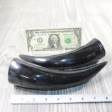 2 Small Polished Cow Horns #5050    Natural colored