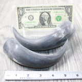 2 Small Raw Unfinished Cow Horns #5150    Natural Colored