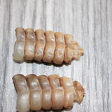 2 Small Rattlesnake Rattles  # 868   Taxidermy Diamondback Sidewinder
