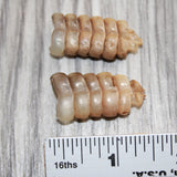 2 Small Rattlesnake Rattles  # 868   Taxidermy Diamondback Sidewinder
