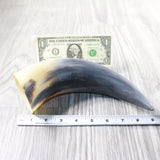 1 Raw Unfinished Cow Horn #2250   Natural Colored