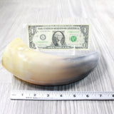 1 Raw Unfinished Cow Horn #2250   Natural Colored