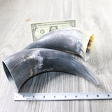 2 Raw Unfinished Cow Horns #054-1 Natural Colored a