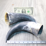 2 Raw Unfinished Cow Horns #054-1 Natural Colored a