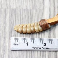 Large Rattlesnake Rattle  Necklace  #4450    Mountain Man Necklace