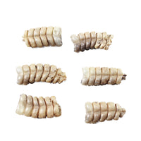 6 Small Rattlesnake Rattles  #6450    Taxidermy Diamondback Sidewinder