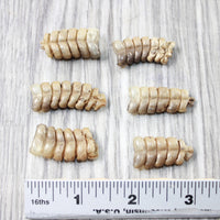 6 Small Rattlesnake Rattles  #6450    Taxidermy Diamondback Sidewinder