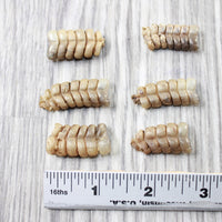 6 Small Rattlesnake Rattles  #6450    Taxidermy Diamondback Sidewinder