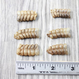 6 Small Rattlesnake Rattles  #6450    Taxidermy Diamondback Sidewinder