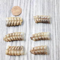 6 Small Rattlesnake Rattles  #6450    Taxidermy Diamondback Sidewinder