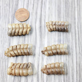 6 Small Rattlesnake Rattles  #6450    Taxidermy Diamondback Sidewinder