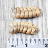 2 Rattlesnake Rattles  #2750    Taxidermy Diamondback Sidewinder