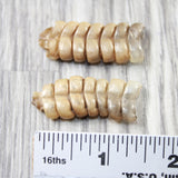 2 Rattlesnake Rattles  #2750    Taxidermy Diamondback Sidewinder