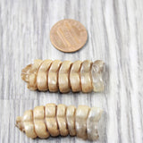 2 Rattlesnake Rattles  #2750    Taxidermy Diamondback Sidewinder