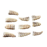 10 Small Rattlesnake Rattles  #7050    Taxidermy Diamondback Sidewinder