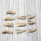 10 Small Rattlesnake Rattles  #7050    Taxidermy Diamondback Sidewinder