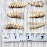 10 Small Rattlesnake Rattles  #7050    Taxidermy Diamondback Sidewinder