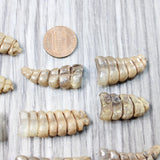 10 Small Rattlesnake Rattles  #7050    Taxidermy Diamondback Sidewinder