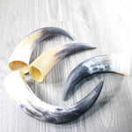 4 Raw Unfinished Cow Horns #104-1 Natural Colored