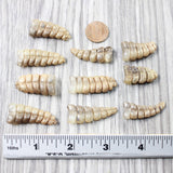 10 Small Rattlesnake Rattles  #7050    Taxidermy Diamondback Sidewinder