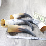 4 Raw Unfinished Cow Horns #104-1 Natural Colored