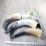 4 Raw Unfinished Cow Horns #104-1 Natural Colored