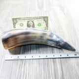 1 Raw Unfinished Cow Horn #1050   Natural Colored