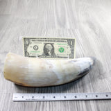 1 Raw Unfinished Cow Horn #1050   Natural Colored
