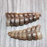 2 Large Rattlesnake Rattles  #469    Taxidermy Diamondback Sidewinder