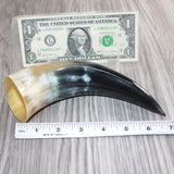 1 Small Polished Cow Horn #469 Natural Colored
