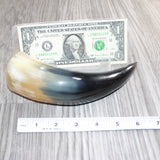 1 Small Polished Cow Horn #469 Natural Colored