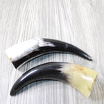 2 Small Polished Cow Horns #564-1 Natural colored