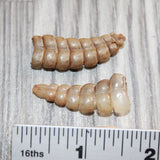 2 Small Rattlesnake Rattles  #969    Taxidermy Diamondback Sidewinder