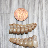 2 Small Rattlesnake Rattles  #969    Taxidermy Diamondback Sidewinder