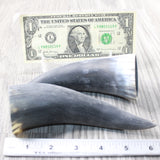 2 Small Raw Unfinished Cow Horns #8450    Natural Colored