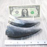 2 Small Raw Unfinished Cow Horns #8450    Natural Colored