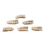 6 Rattlesnake Rattles  #6550    Taxidermy Diamondback Sidewinder