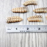 6 Rattlesnake Rattles  #6550    Taxidermy Diamondback Sidewinder